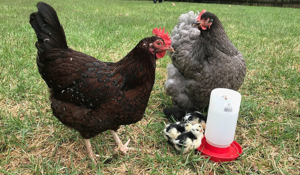 Top 5 Broody Hens
