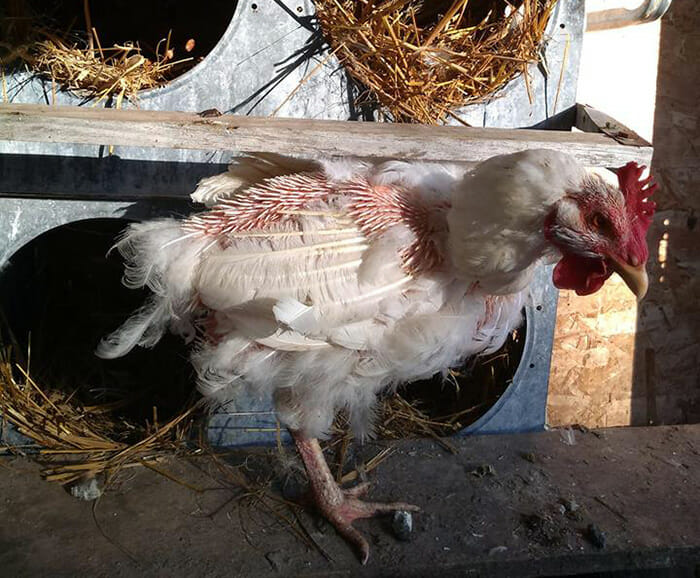 Bare Naked Ladies: What You Need To Know About Molting Chickens