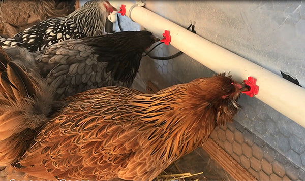 chickens drinking from a heated winter poultry water system