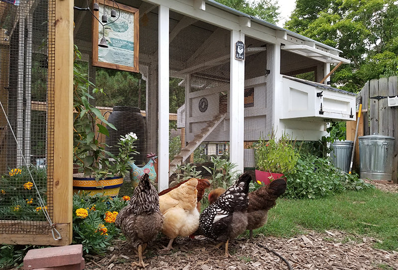 How many chickens can you keep in your coop