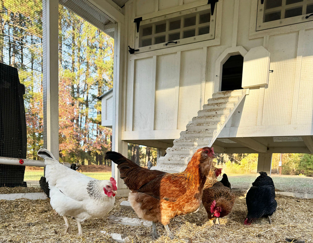 Chicken Keeping Tips