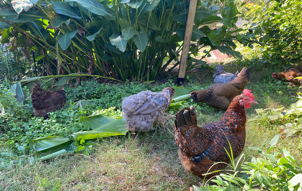 chickens free ranging in the fall