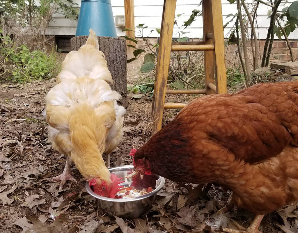 chickens molting at different times