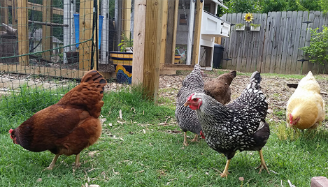 15 Fun Facts About Chickens
