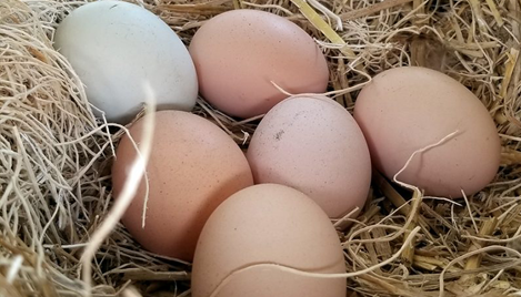 5 Reasons To Eat Fresh Eggs