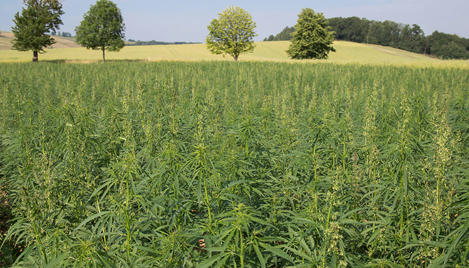 Hemp Is Not Pot - Plus Other Hemp Facts