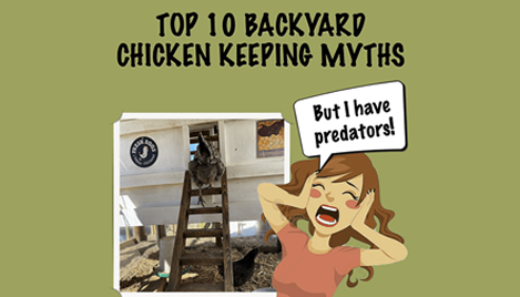 Top 10 Backyard Chicken Keeping Myths
