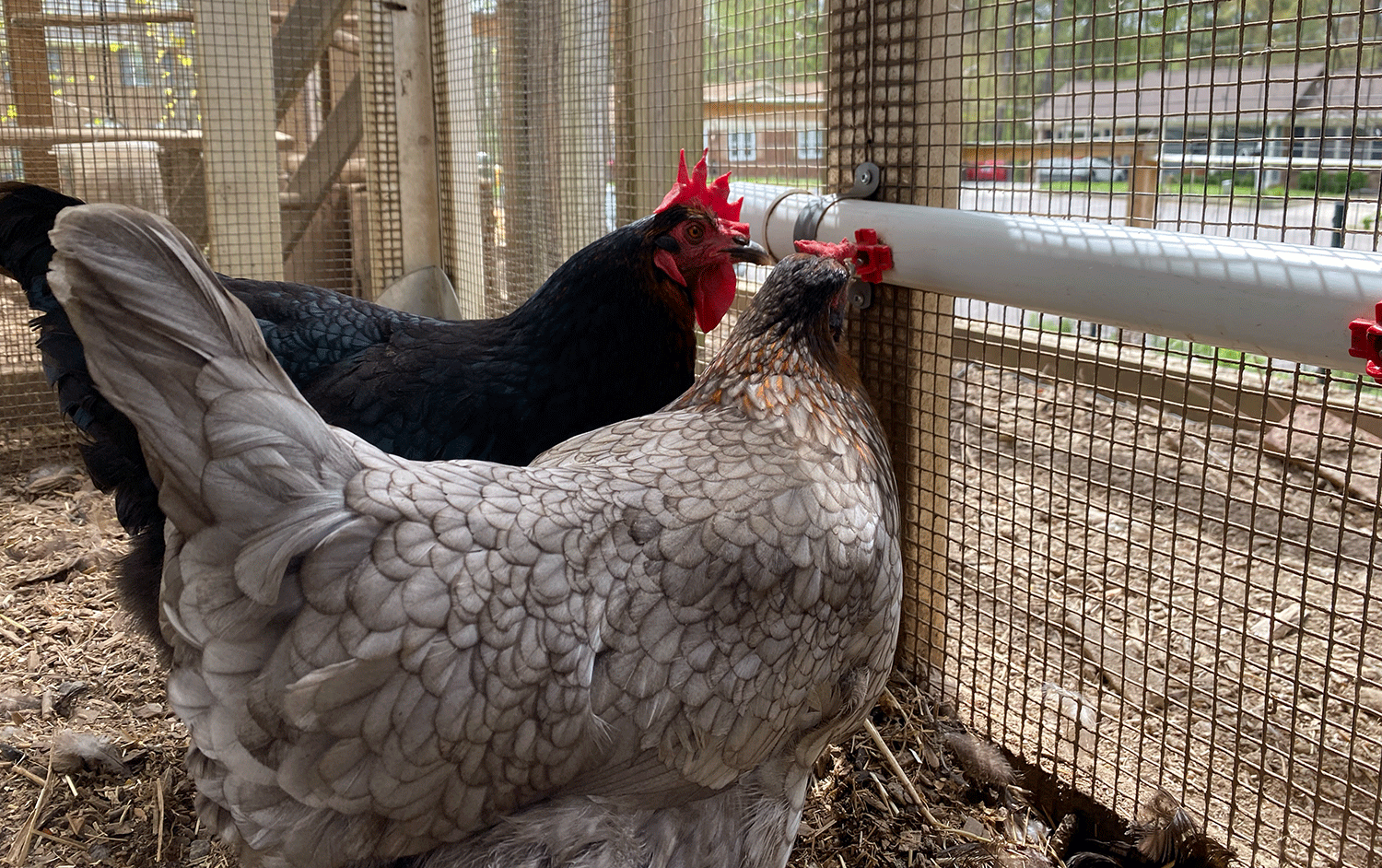 Carolina Coops Water System: Clean Water Made Easy | carolinacoops