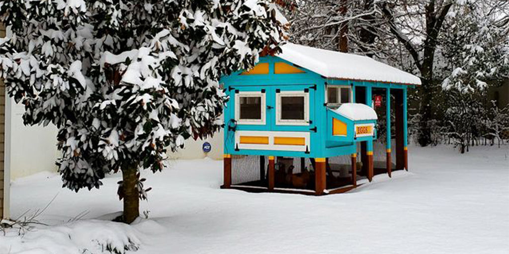 American Coop in the snow