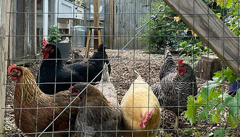 Top 10+ Picks for Backyard Chicken Starter Flock – carolinacoops