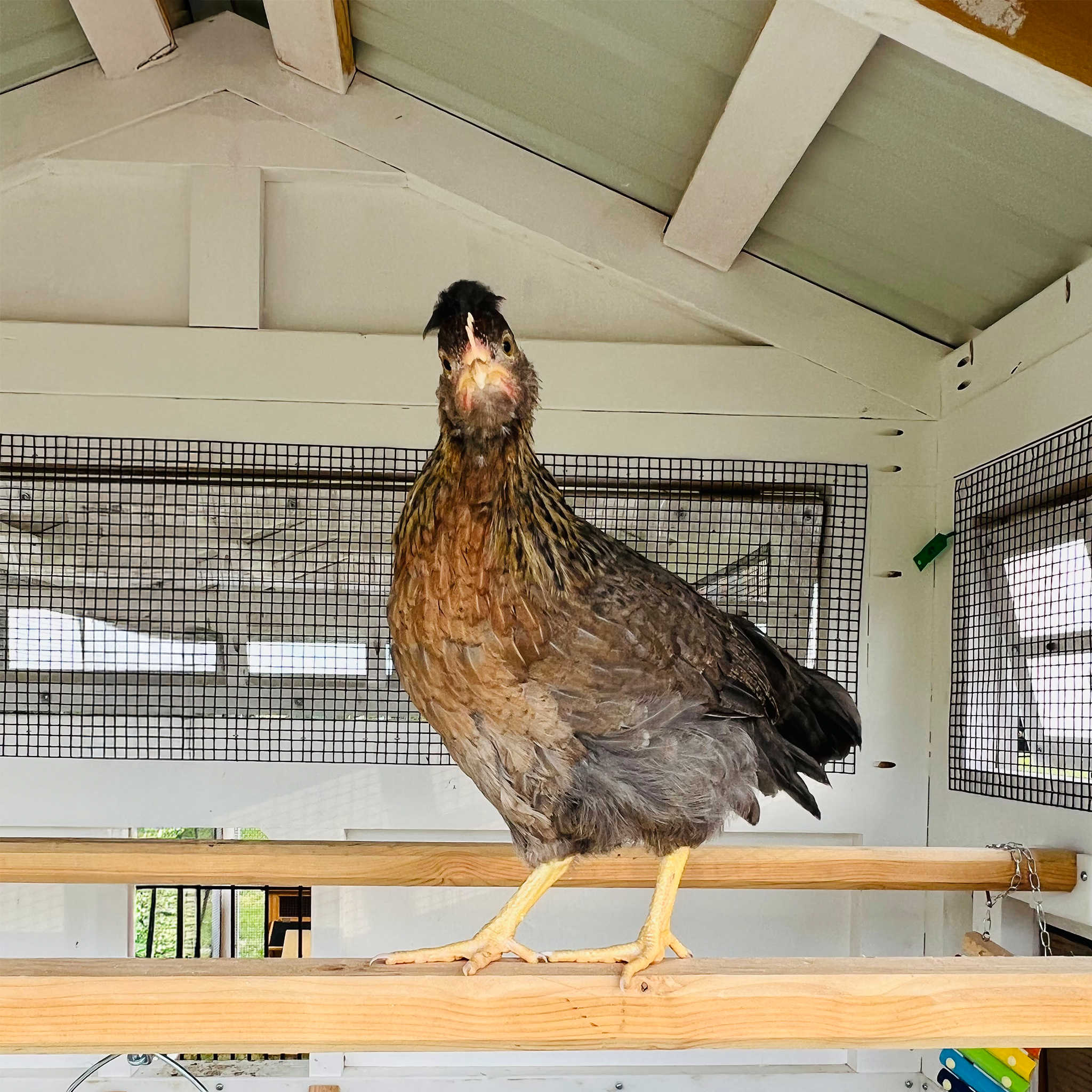 Beyond Our Shop: Curated Chicken Products | carolinacoops