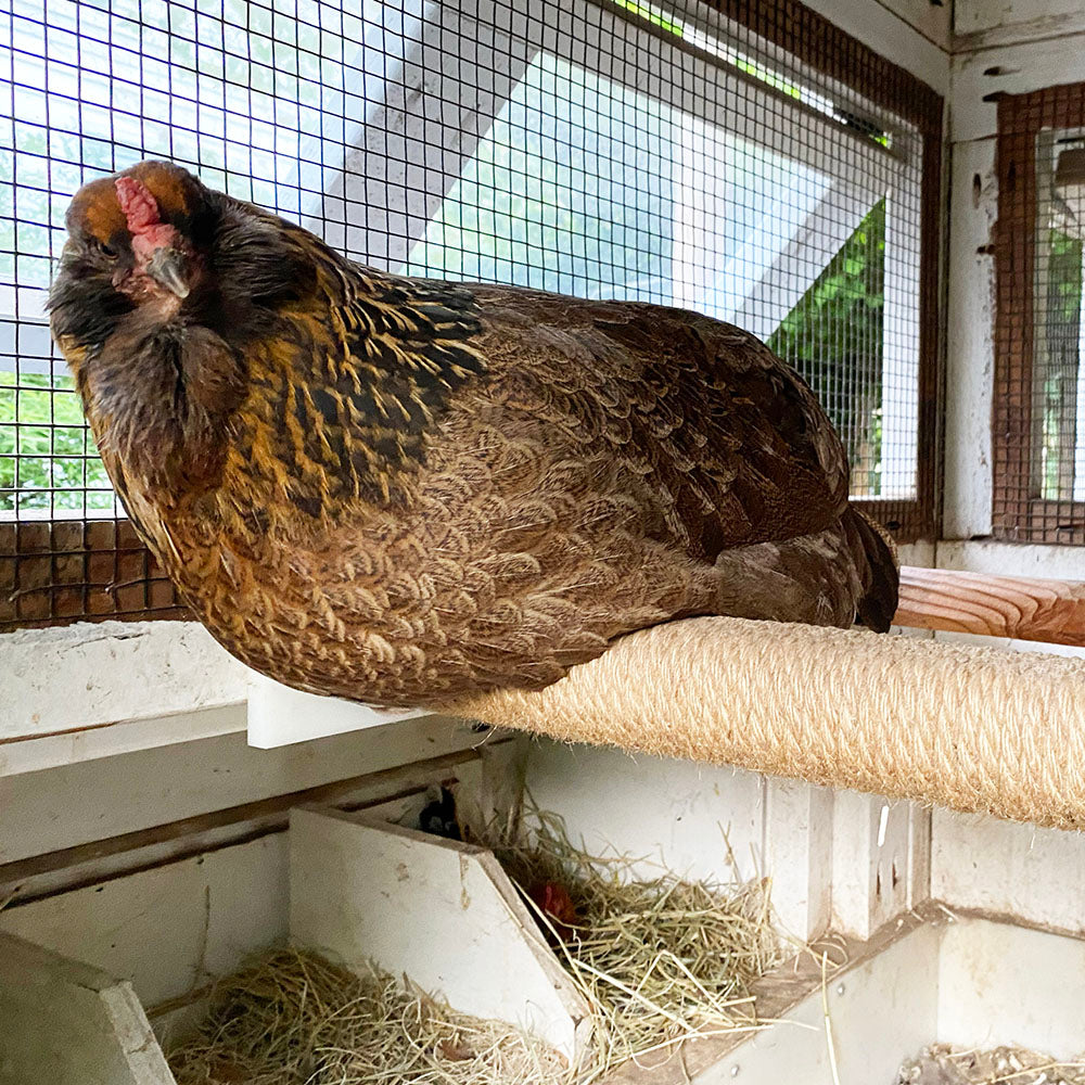 Chicken Rapt In Rope Shop Rope-Wrapped Roost Bar: Comfort for Happy Chickens