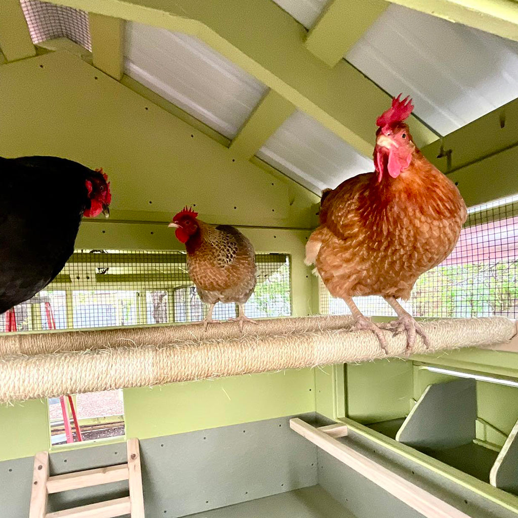 Chicken Roping Rope-Wrapped Roost Bar: Comfort for Happy Chickens