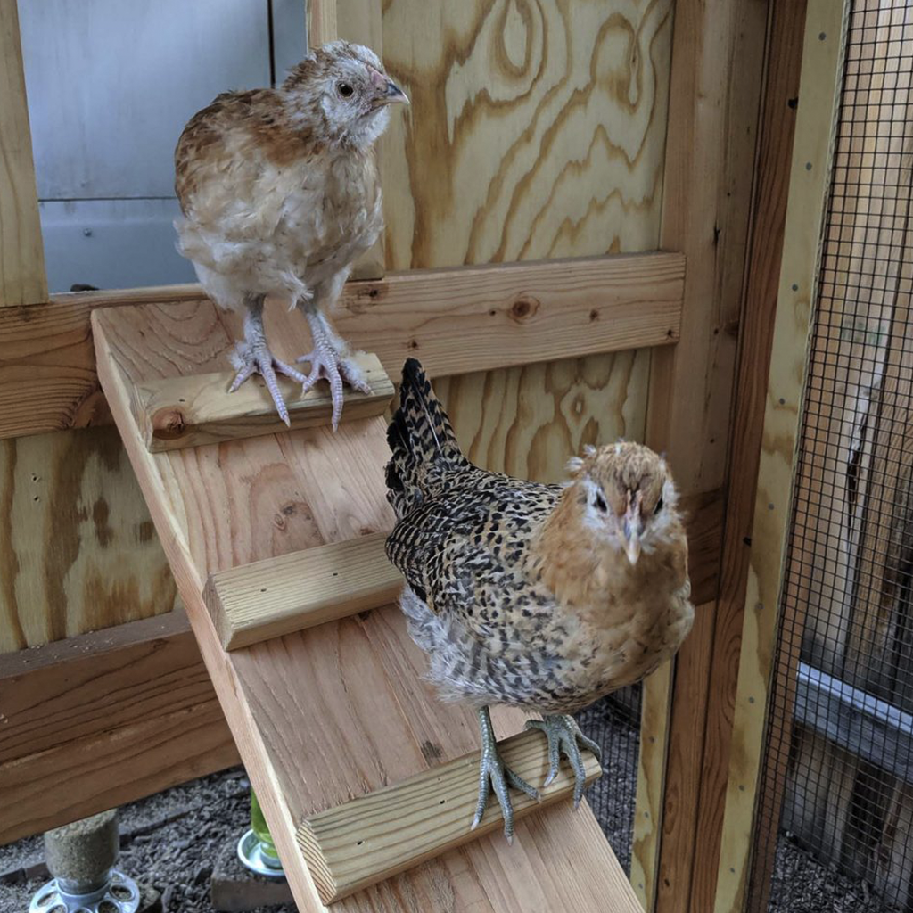 Chiken Ramps Chicken Coop Henhouse Ramp for Easy Access