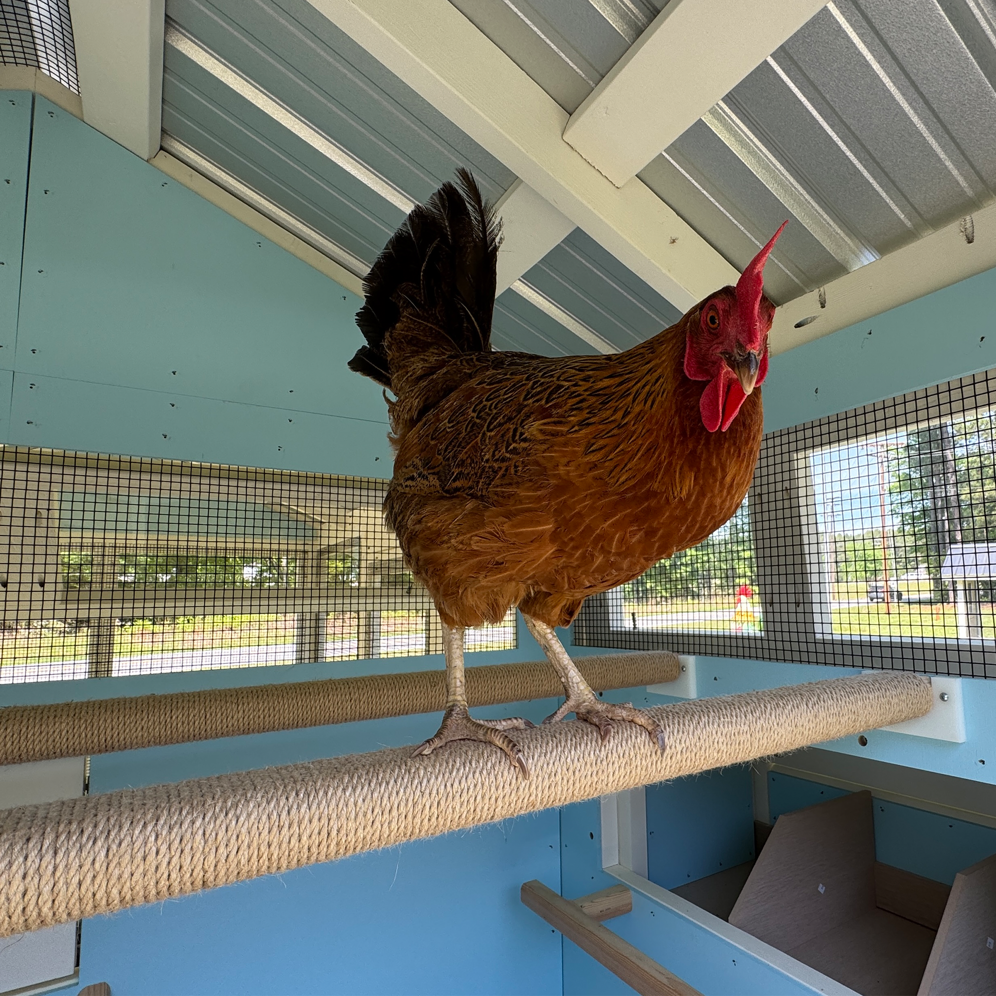 Chicken Rapt In Rope Shop Bar Looking Chicken Coops