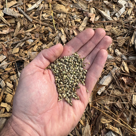 Hemp Grain