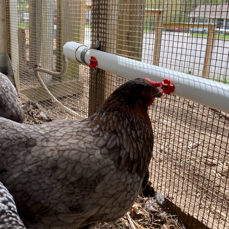 chicken gravity water system