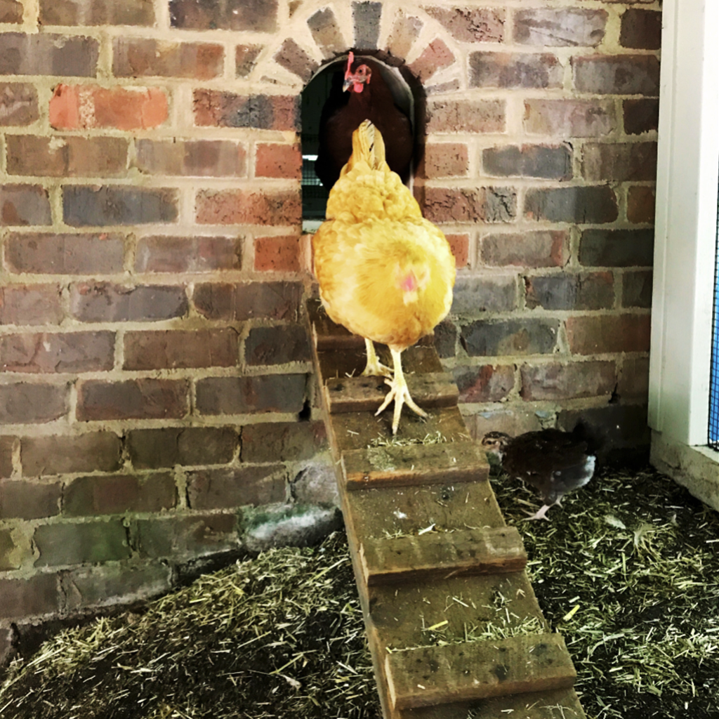 Chicken Wire Ramp Chicken Coop Henhouse Ramp for Easy Access