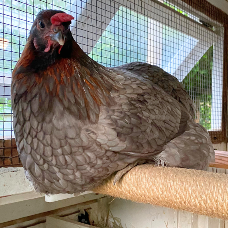 Chicken Rapt In Rope Shop Rope-Wrapped Roost Bar: Comfort for Happy Chickens