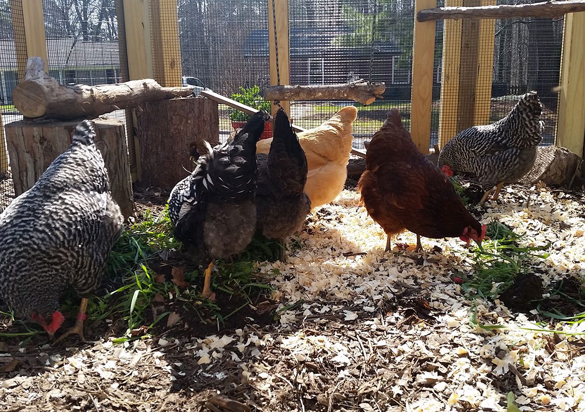 Carolina-Coops-blog---organic-material-in-the-chicken-run