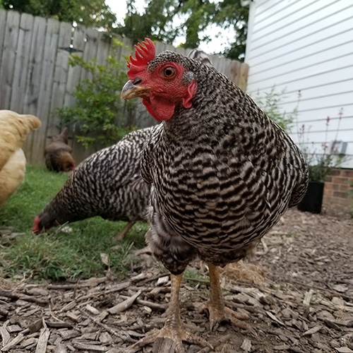 Carolina Coops-keeping chickens cool in summer-500p