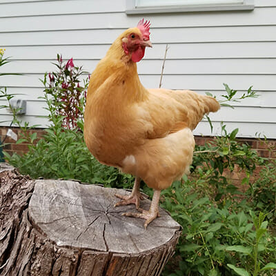 Carolina Coops Chicken first aid kit check list-thumbnail