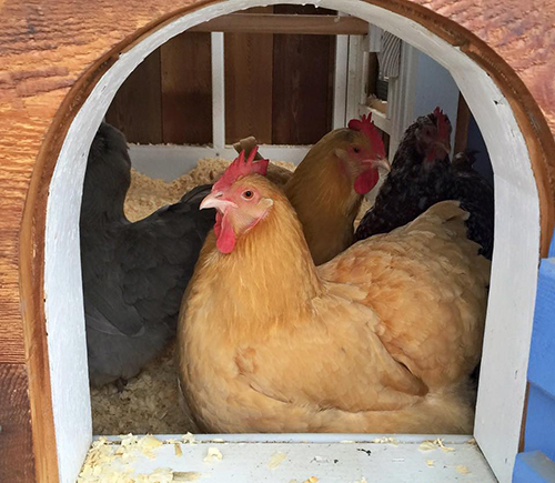 Getting Your Coop Ready for Winter - Battening Down the Chickens — Randy's  Chicken Blog