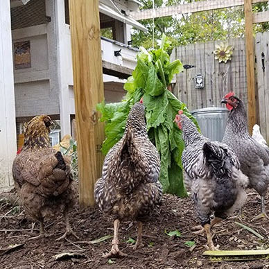 Carolina Coops - hang greens for the chickens to keep chickens from getting boredom
