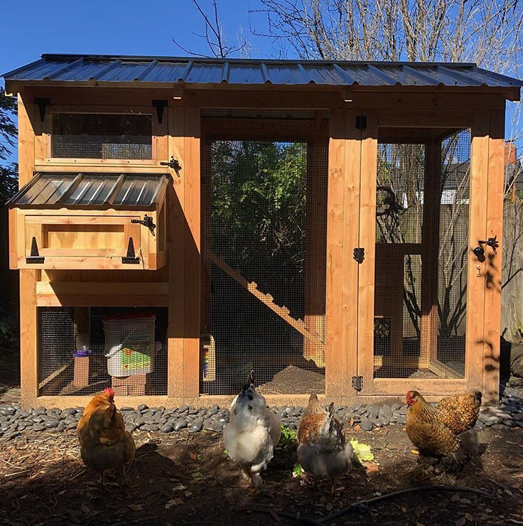 Carolina Chicken Coops Custom Backyard Chicken Coops