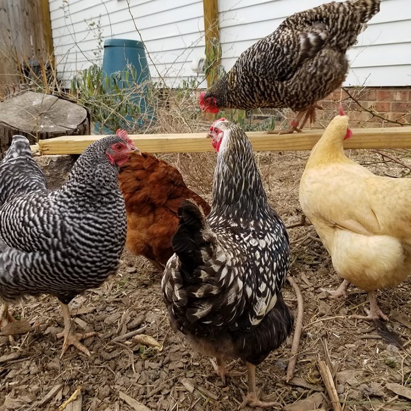Carolina Coops - Resources - Healthy eggs from happy hens