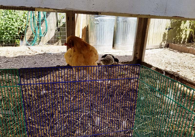 Carolina Coops - blog - Broody hen and chicks and the American Coop - under the henhouse