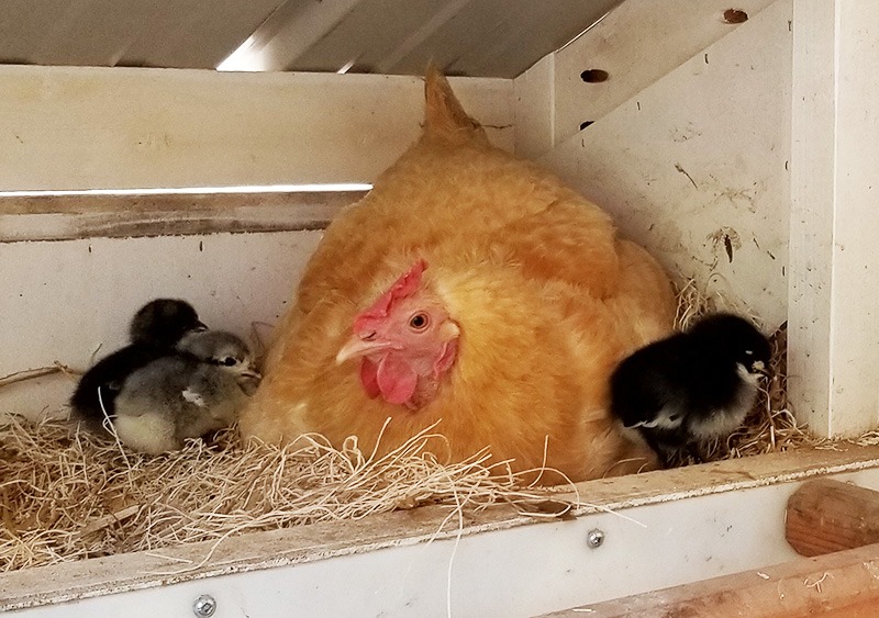Carolina Coops - blog - broody hen and her 3 adopted chicks