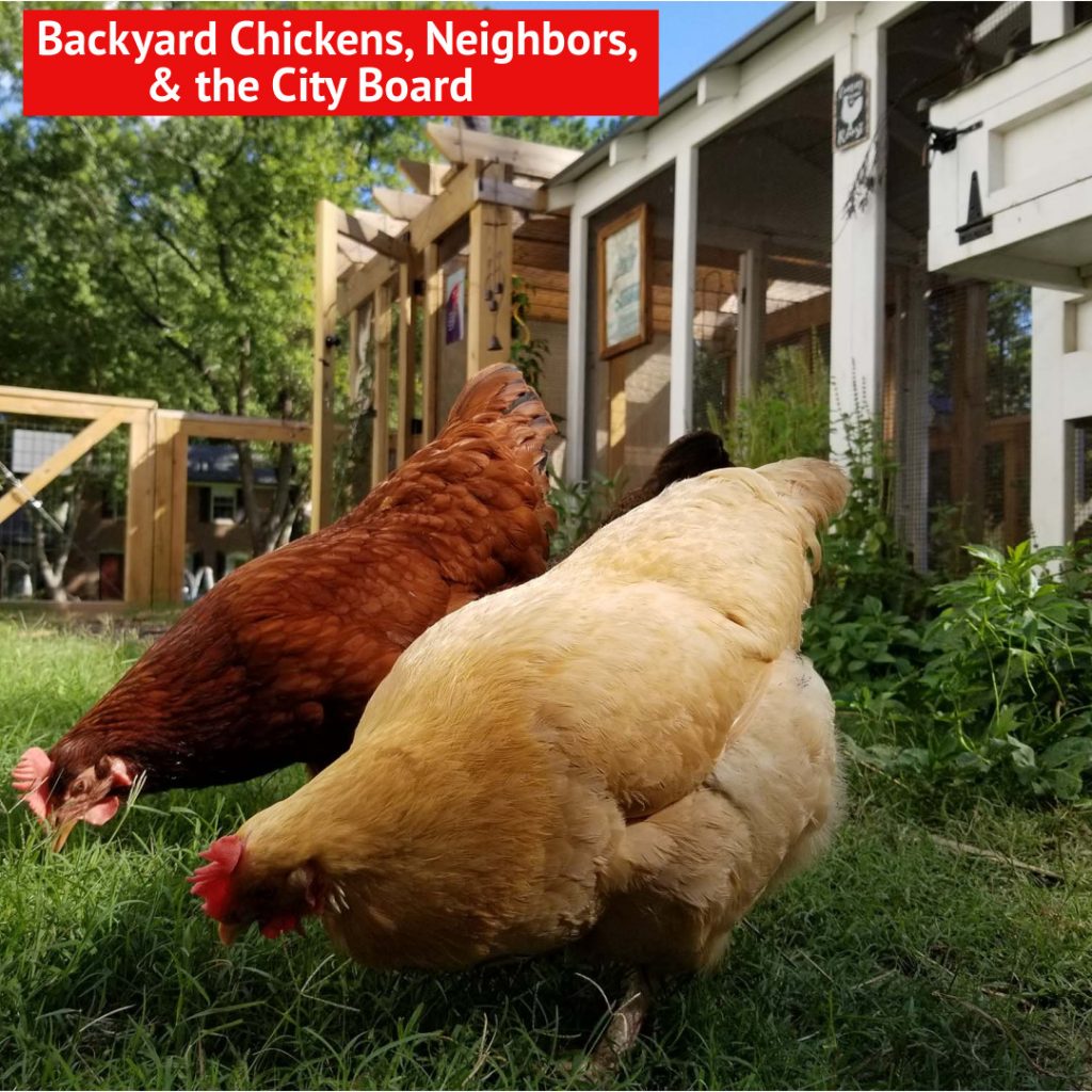 Backyard Chickens, Neighbors, and the City Board