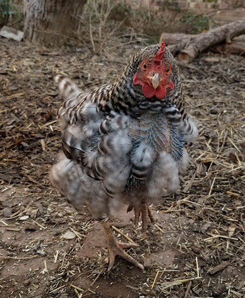 Barred Rock in full molt