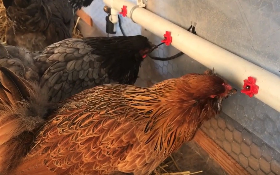 Carolina Coops FAQs chickens using the waterbar