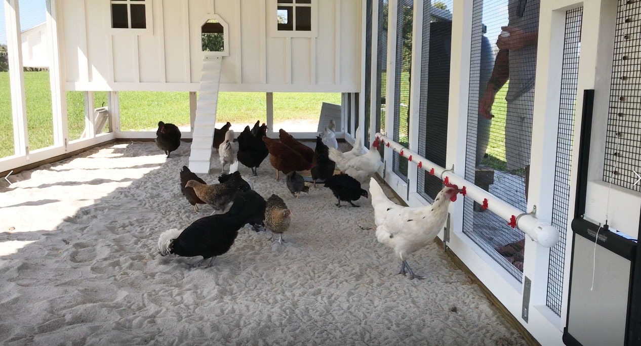 unheated circulating poultry water system
