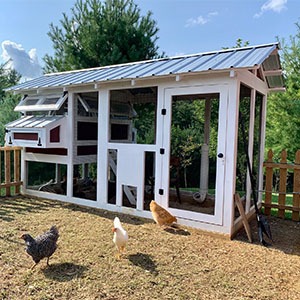 How to determine how many chickens per coop -thumbnail