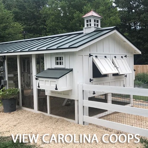 Carolina Coops -CAROINA Coops Gallery