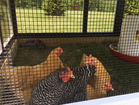 black PVC coated welded wire on all our coops