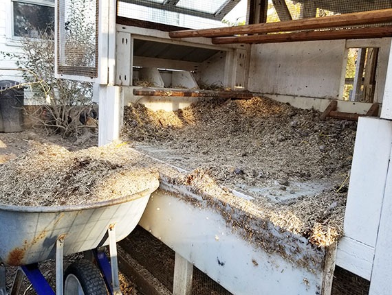 drop down henhouse gate for easy clean out