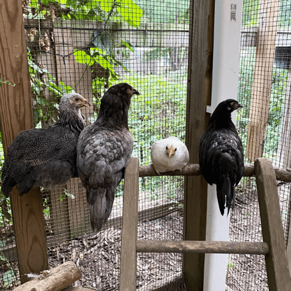 Carolina Coops - adding new chickens successfully to your flock-thb