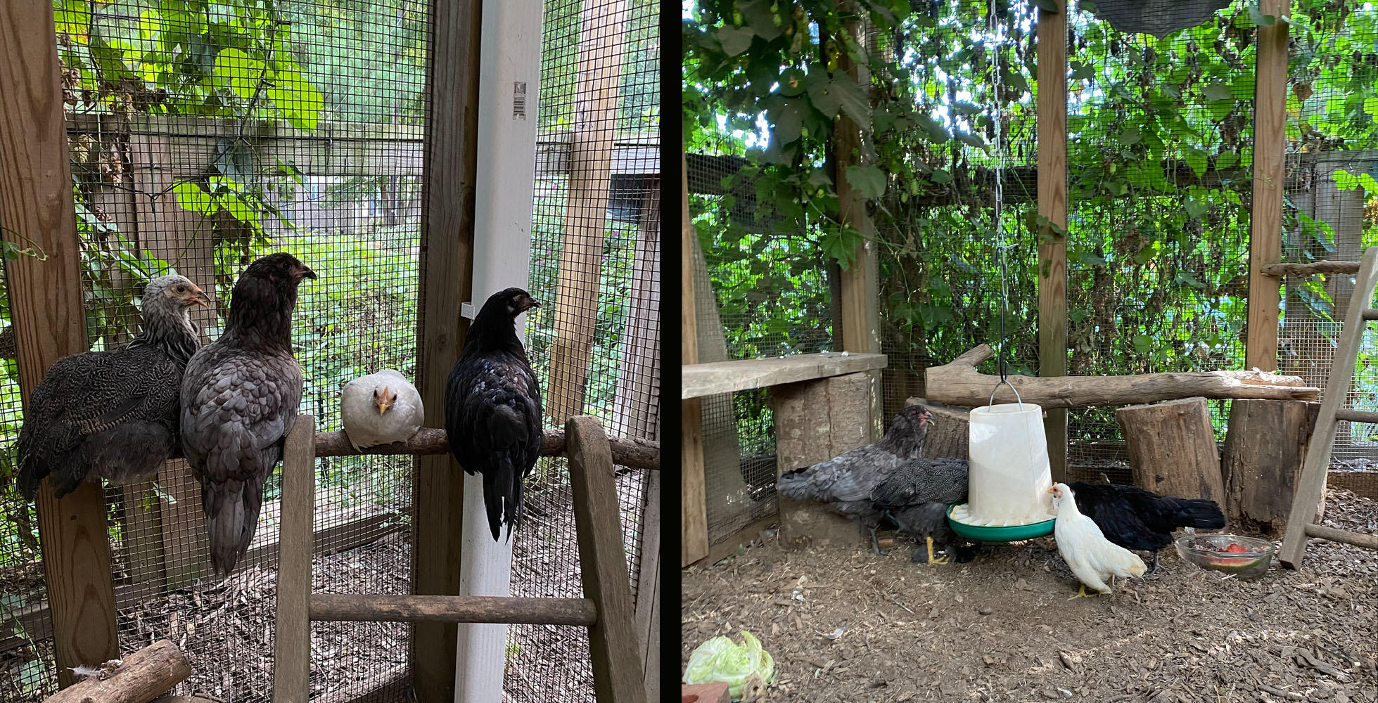 Carolina Coops - tips for adding new chickens of different ages and sizes to your flock