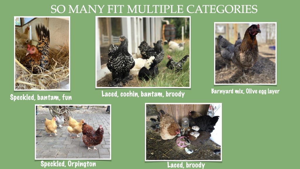 STARTER-FLOCK-examples