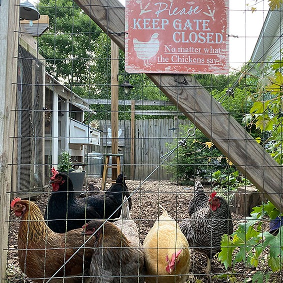 Getting Your Coop Ready for Winter - Battening Down the Chickens — Randy's  Chicken Blog