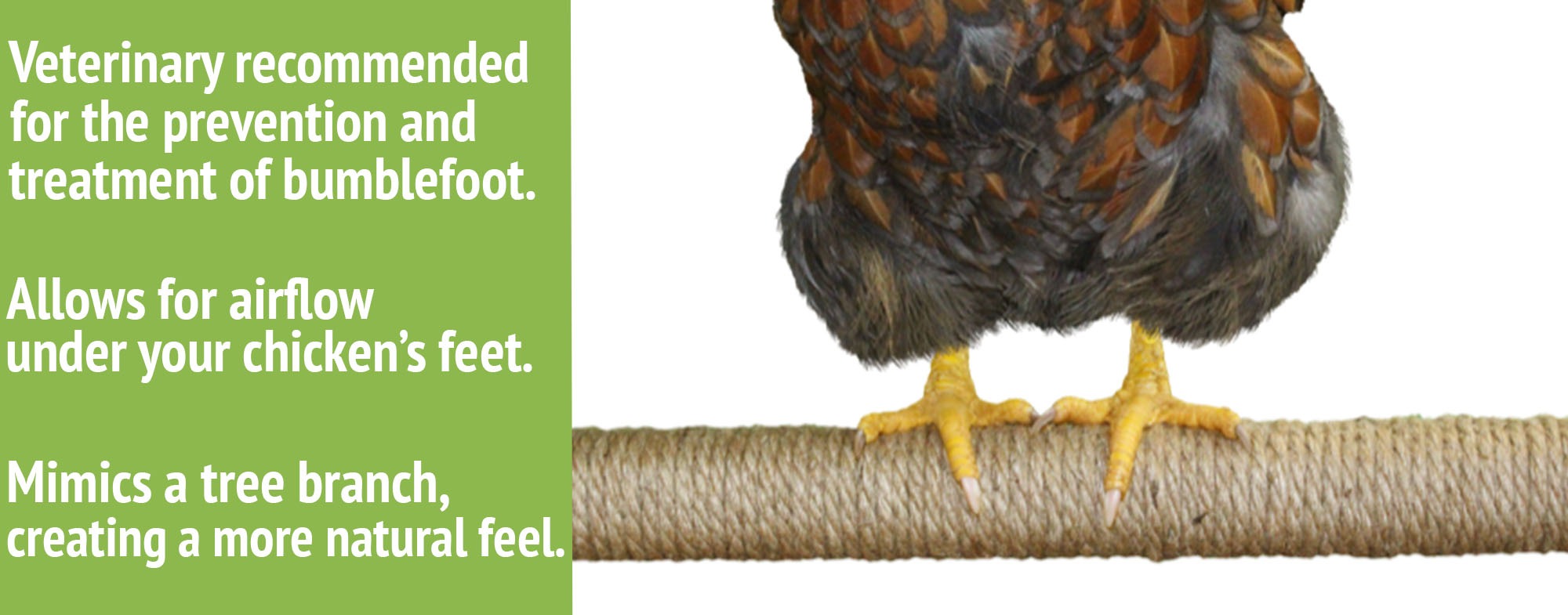 chicken on rope wrapped roost bar with copy 2