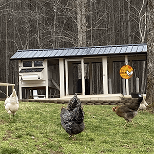 BACKYARD CHICKEN KEEPING MYTHS THB