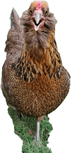Hazel return policy