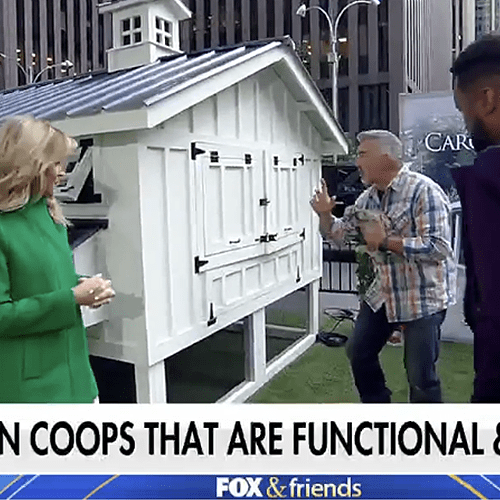 Fox & Friends: How to raise chickens in your backyard